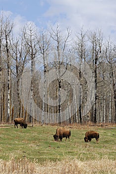 Wild bison herd