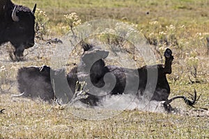 Wild Bison Rolling in Dirt - Yellowstone