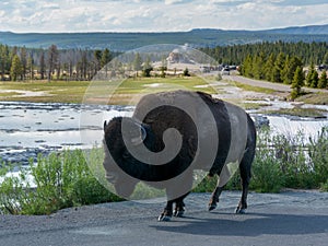 Wild bison in Yellowstone National Park Wyoming USA