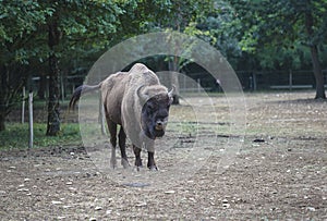 Wild bison in the zoo on sunny day