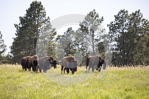 Wild bisons on the prairie near Wildlife Loop Road in Custer State Park, Custer, South Dakota