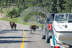 Wild bisons roaming on a highway in Custer State Park caused a traffic jam, Custer, South Dakota