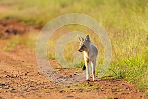 Wild black-backed jackal (Canis mesomelas) (Lupulella mesomelas) running in the field