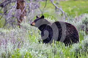 Wild black bear