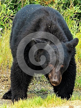 Wild Black Bear