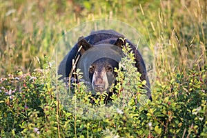 Wild Black Bear