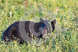 Wild Black Bear