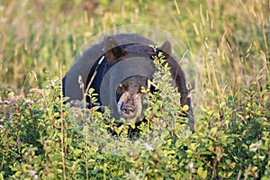 Wild Black Bear