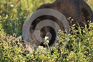 Wild Black Bear