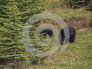 Wild Black Bear family in Jasper National Park Alberta Canada