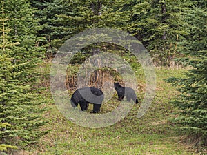 Wild Black Bear family in Jasper National Park Alberta Canada