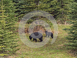 Wild Black Bear family in Jasper National Park Alberta Canada