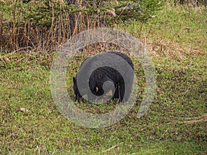 Wild Black Bear family in Jasper National Park Alberta Canada