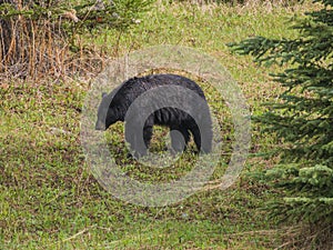 Wild Black Bear family in Jasper National Park Alberta Canada