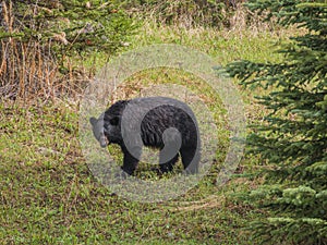 Wild Black Bear family in Jasper National Park Alberta Canada