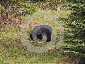 Wild Black Bear family in Jasper National Park Alberta Canada