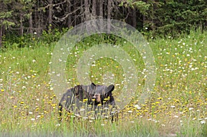 Wild black bear in north Ontario, Canada