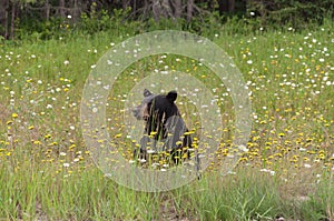 Wild black bear in north Ontario, Canada