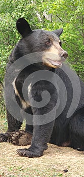 A wild black bear sitting on the ground