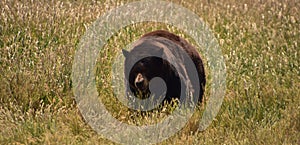 Wild Black Bear in Tall Grasses in the Summer