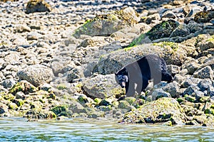 Wild Black Bear, Ursus americanus, on rocky beach clambering through the rocks. Vancouver Island, British Columbia