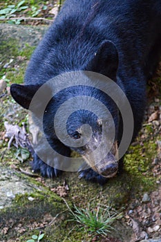 Wild black bear walking around out in the woods