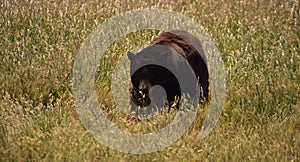 Wild Black Bear Walking in a Field