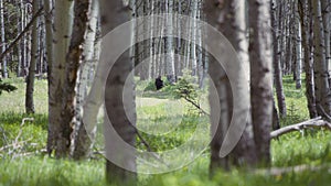 Wild black bear walking slowly through the woods