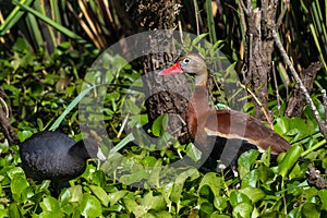 A Wild Black-bellied Whistling Ducks (Dendrocygna autumnalis) Feeding in the Water Hyacinth with a Black Coot.