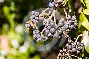 A wild black berry on one side of a road in Grimaldo