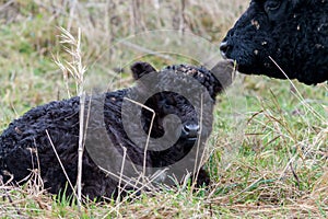 Wild black bovine calf lying on the grass with caring mother