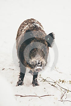 Wild black and brown boar in finland