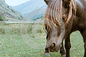 Wild black brown dark horse and red hair near lack with mountain landscape in background