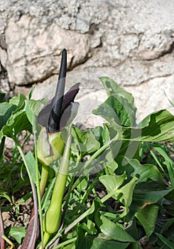 Wild black callas or Wild Arum, Solomon`s Lily flower