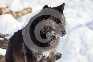 Wild black canadian wolf close up. Canis lupus pambasileus