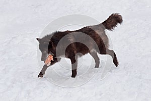 Wild black canadian wolf is running with a piece of meat. Canis lupus pambasileus.