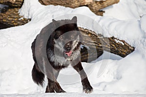 Wild black canadian wolf is running on a white snow. Canis lupus pambasileus