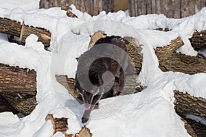 Wild black canadian wolf is running on a white snow. Canis lupus pambasileus