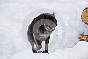 Wild black canadian wolf is running on a white snow. Canis lupus pambasileus