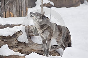 Wild black canadian wolf is and standing and howling on a white snow. Canis lupus pambasileus.