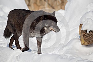 Wild black canadian wolf is walking on a white snow. Canis lupus pambasileus