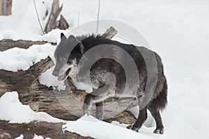 Wild black canadian wolf is walking on a white snow. Canis lupus pambasileus.