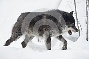Wild black canadian wolf is walking on a white snow. Canis lupus pambasileus.