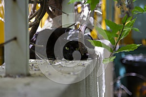 Wild black cat with green eyes is looking at you like a spy. Urban cats of Tel Aviv, Israel