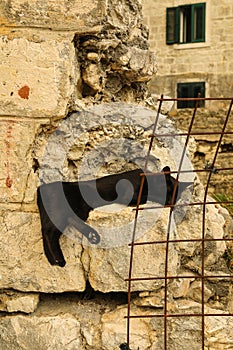 Wild black cat sleeping on concrete collapsed foundation