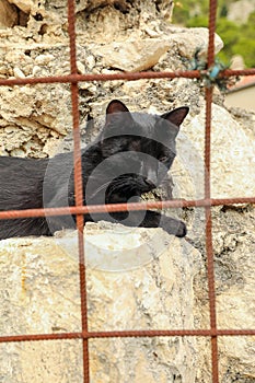 Wild black cat sleeping on concrete collapsed foundation photographed trough grate