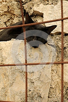 Wild black cat sleeping on concrete collapsed foundation up close