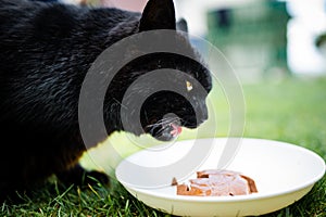 Wild black cat with yellow eyes eating cat food