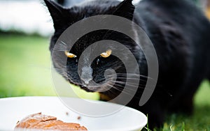 Wild black cat with yellow eyes eating cat food