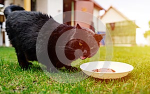 Wild black cat with yellow eyes eating cat food from a plastic bowl on garden